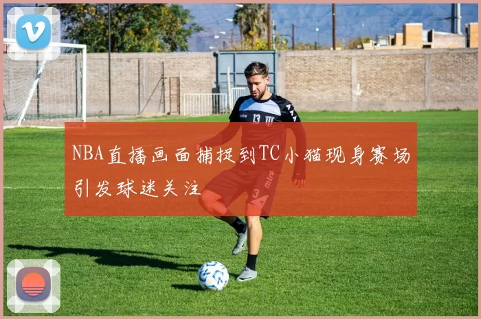 NBA直播画面捕捉到TC小猫现身赛场引发球迷关注